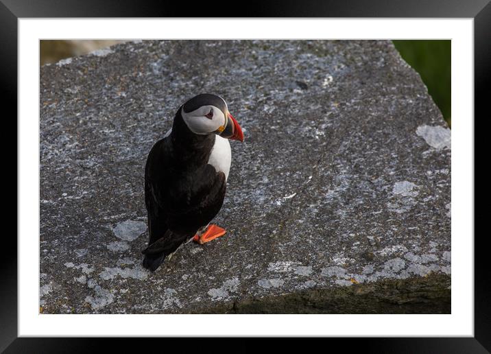 Puffin Framed Mounted Print by Thomas Schaeffer