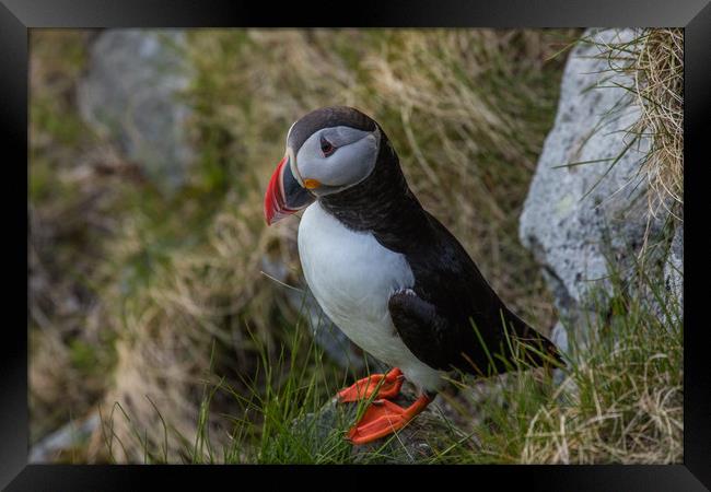 Puffin Framed Print by Thomas Schaeffer