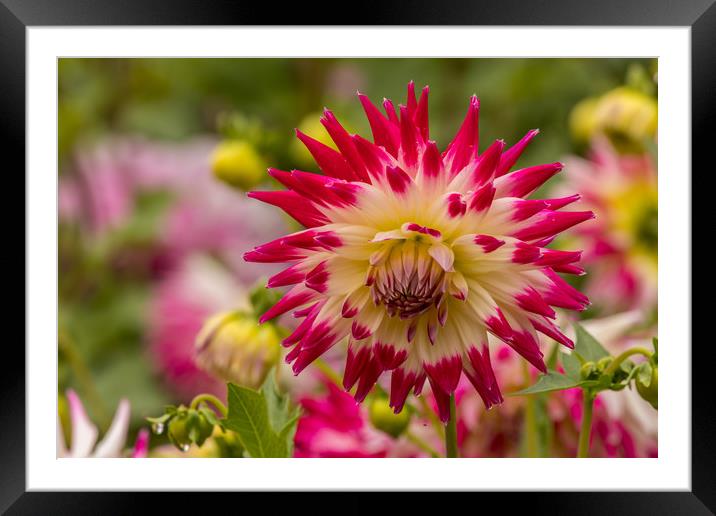 Dahlia Framed Mounted Print by Thomas Schaeffer