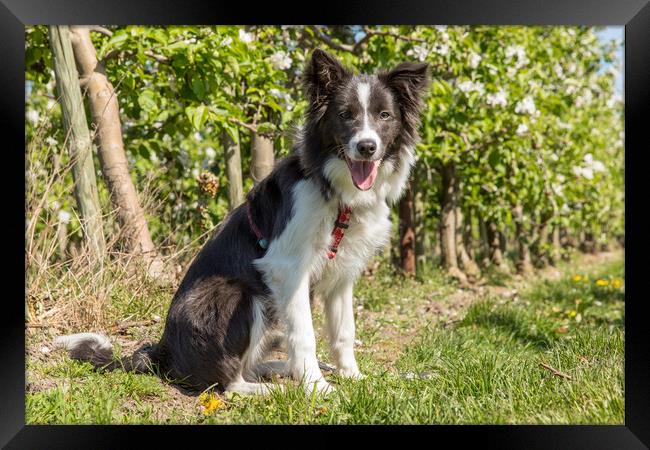 Border Collie in the spring Framed Print by Thomas Schaeffer