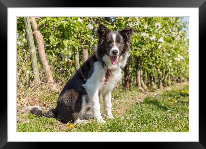 Border Collie in the spring Framed Mounted Print by Thomas Schaeffer