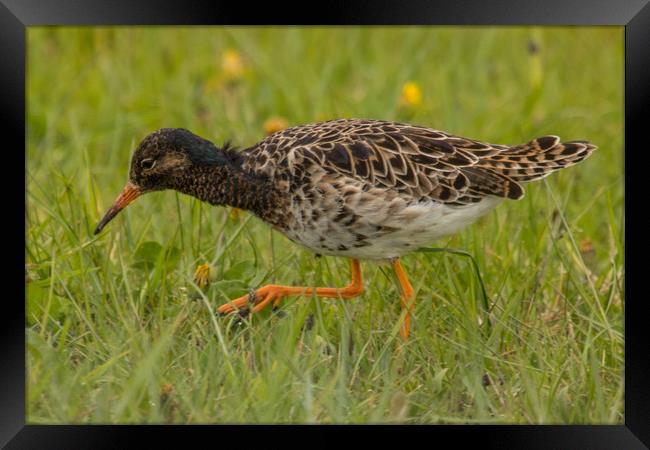 Ruff Framed Print by Thomas Schaeffer