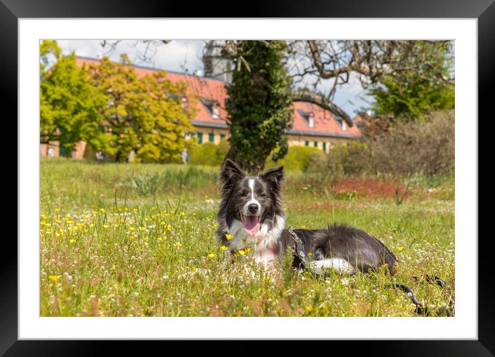 Border Collie on the gras Framed Mounted Print by Thomas Schaeffer