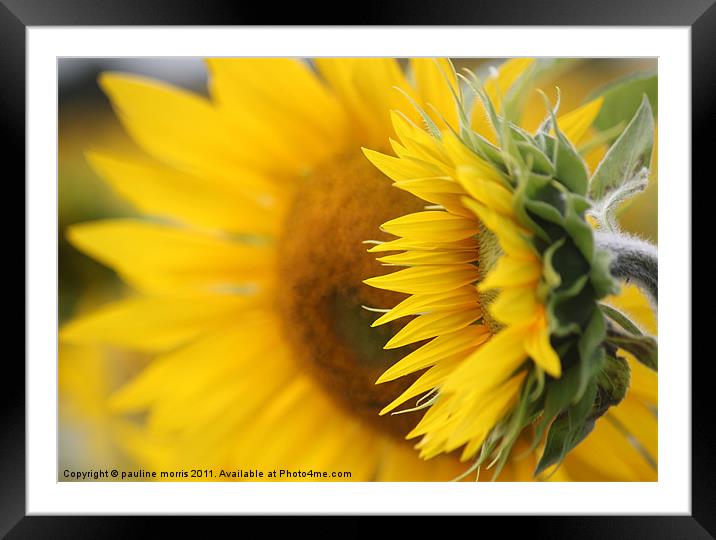 A symbol of Happiness Framed Mounted Print by pauline morris