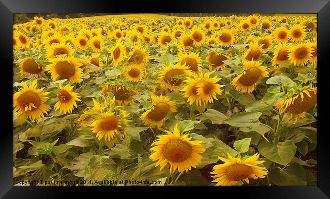 Just sunflowers! Framed Print by pauline morris