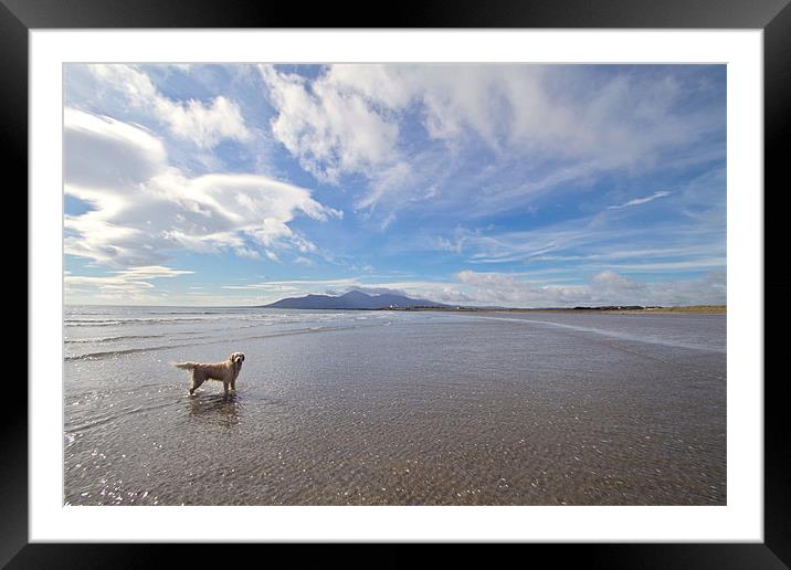 The Mournes from Tyrella Beach Framed Mounted Print by pauline morris