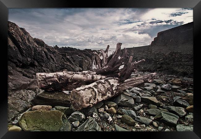 Driftwood at Old St John's Point co down Framed Print by pauline morris
