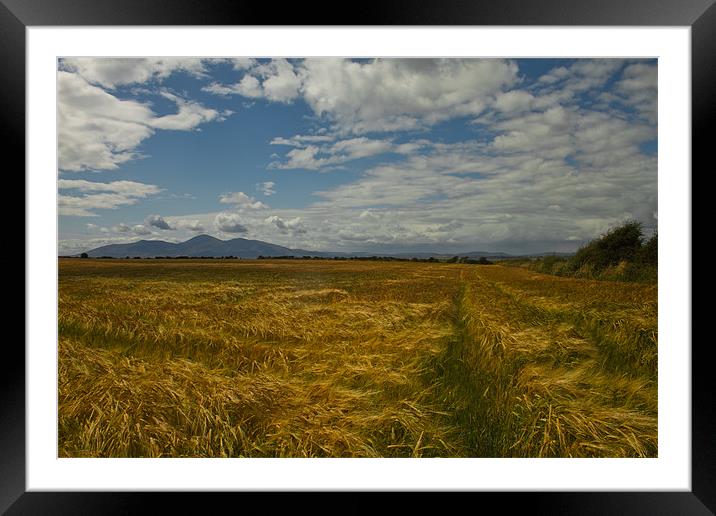 Mournes View and fields of wheat Framed Mounted Print by pauline morris