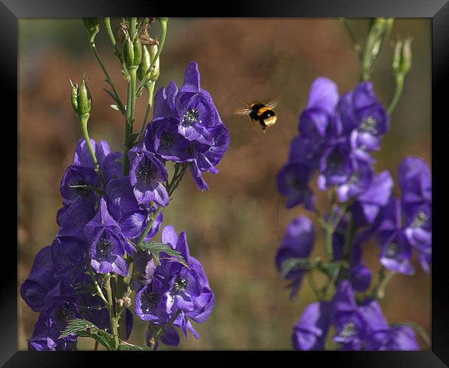 Bluebells and Bees Framed Print by pauline morris