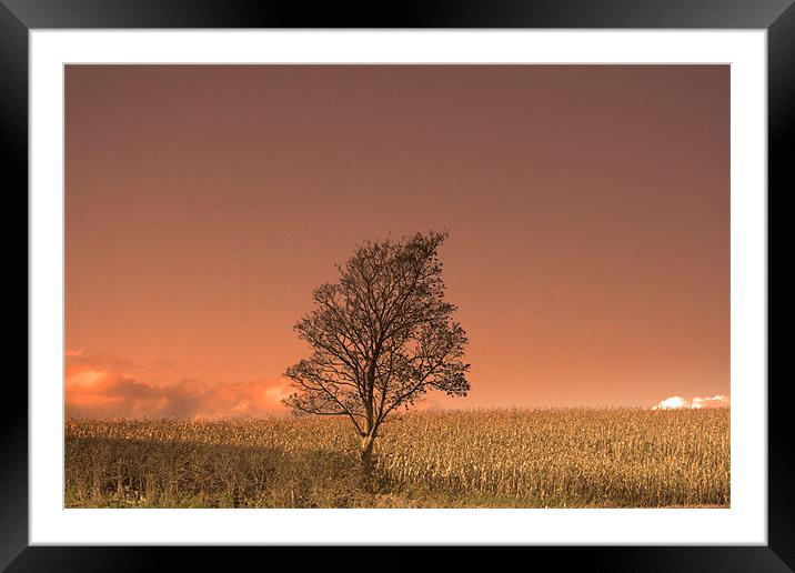 tree of hope Framed Mounted Print by pauline morris