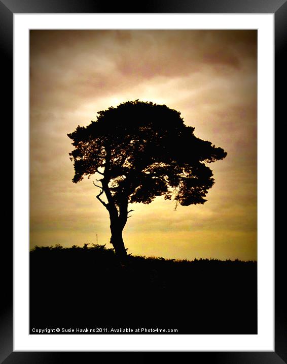 Sunset Sentinel Framed Mounted Print by Susie Hawkins