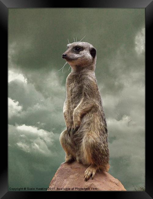Meerkat - King of my World Framed Print by Susie Hawkins