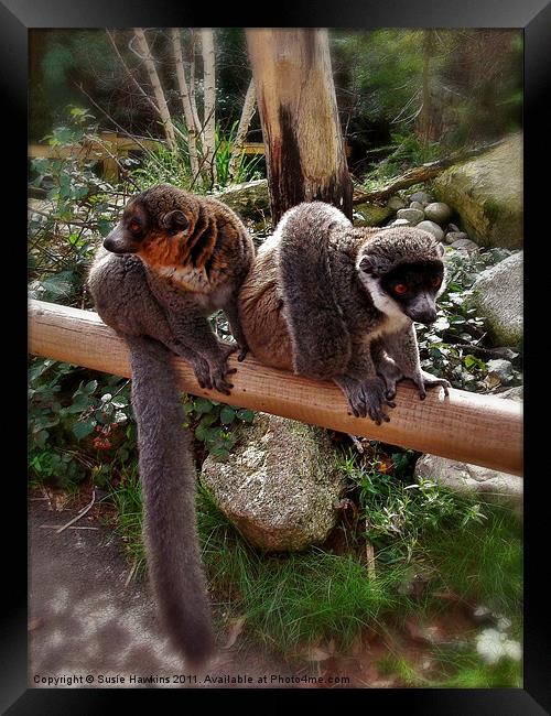 Mongoose Lemurs - Male and female Framed Print by Susie Hawkins
