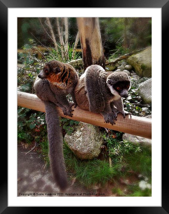 Mongoose Lemurs - Male and female Framed Mounted Print by Susie Hawkins