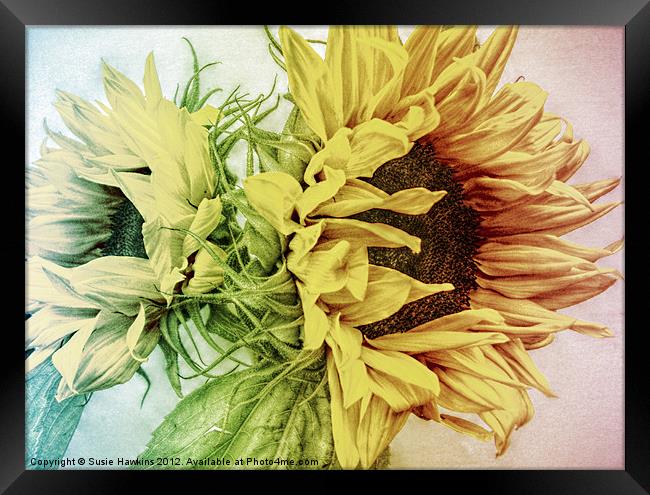 Rainbow Sunflowers Framed Print by Susie Hawkins