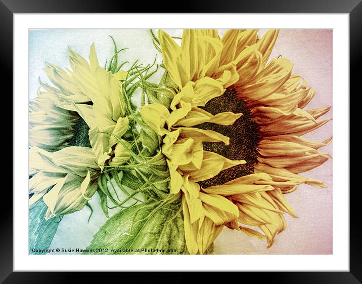 Rainbow Sunflowers Framed Mounted Print by Susie Hawkins
