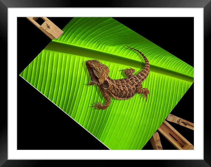 Lizard on Canvas - Bearded Dragon Framed Mounted Print by Susie Hawkins