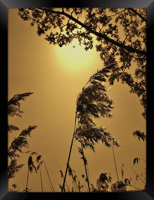 Mid-day Glory Framed Print by Susie Hawkins