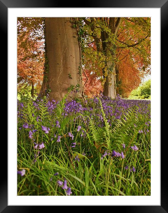Blue beneath the Copper boughs Framed Mounted Print by Susie Hawkins