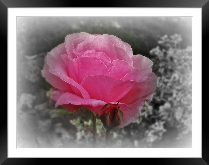 Pink Rose - Fade to Black Framed Mounted Print by Susie Hawkins