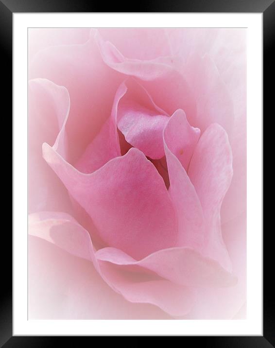 Pretty in Pink Framed Mounted Print by Susie Hawkins