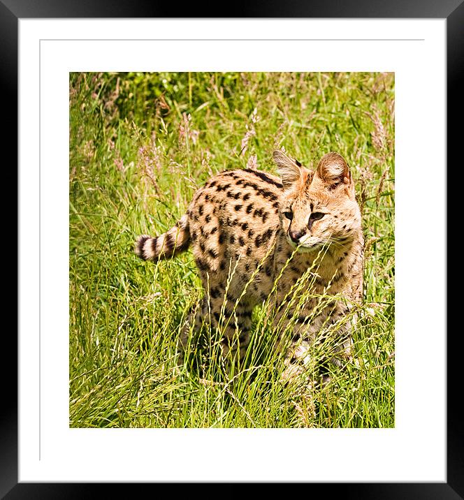 African Malawi Serval Framed Mounted Print by Peter Wilson