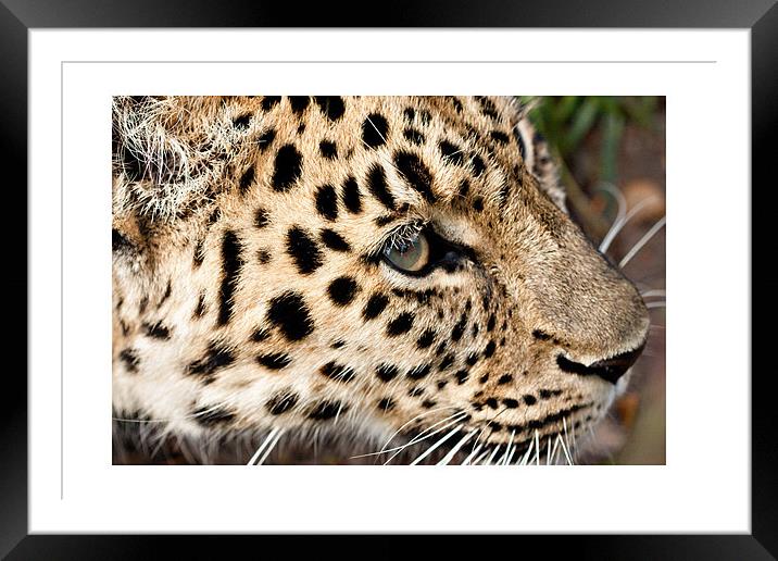 Amur Leopard Framed Mounted Print by Peter Wilson