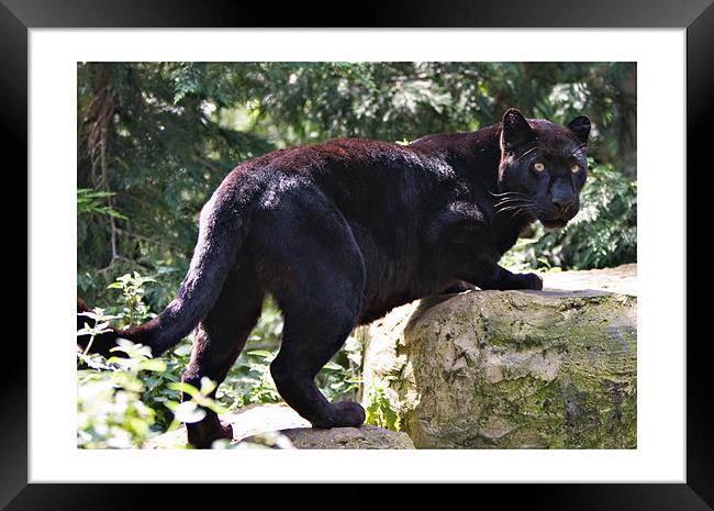 Black Leopard (Melanistic) Framed Print by Peter Wilson