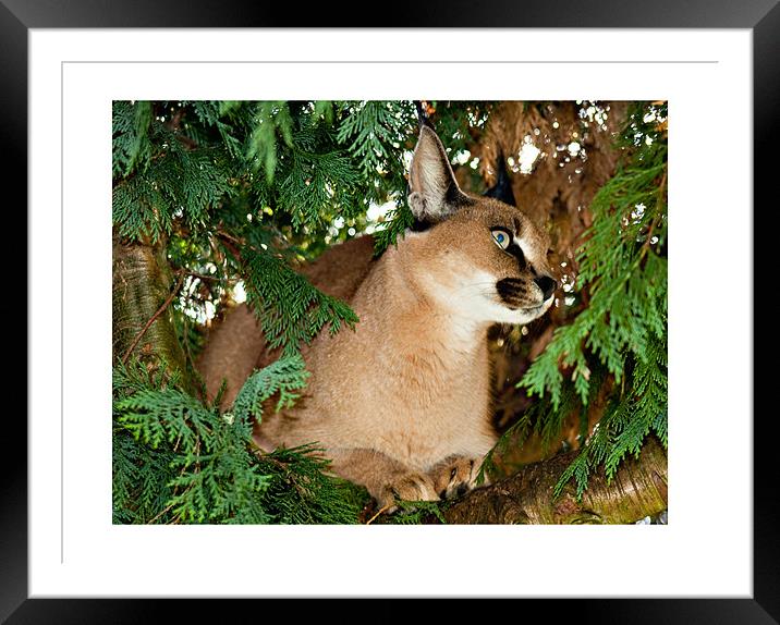 Caracal Lynx Framed Mounted Print by Peter Wilson