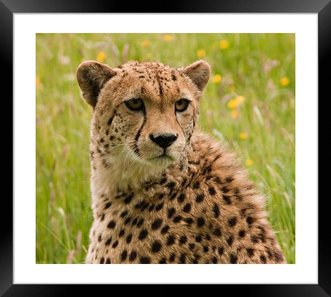 Cheetah Framed Print by Peter Wilson