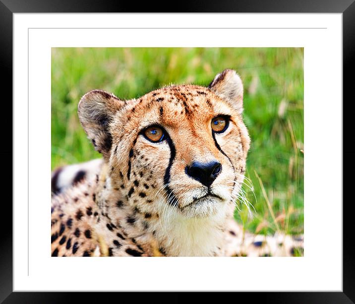 Cheetah Framed Mounted Print by Peter Wilson