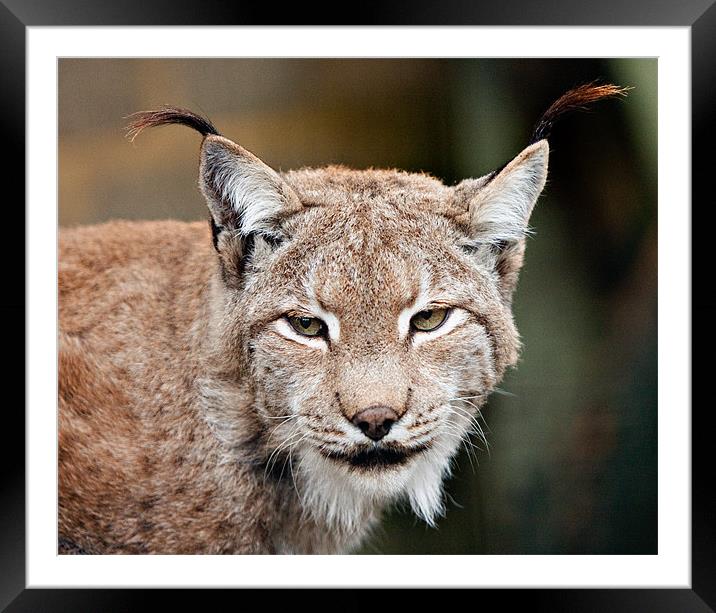 Eurasian Lynx Framed Mounted Print by Peter Wilson