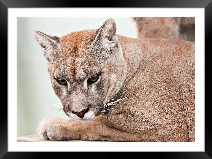 Puma Framed Mounted Print by Peter Wilson
