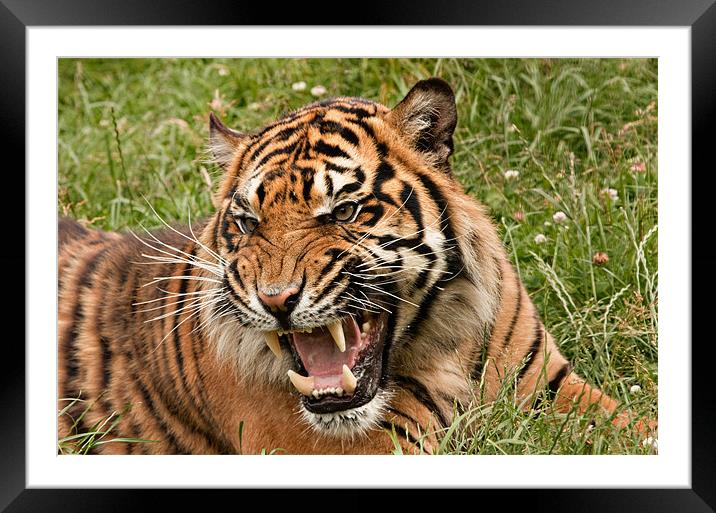Siberian Tiger Framed Mounted Print by Peter Wilson