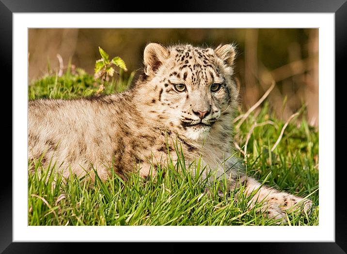 Snow Leopard Cub Framed Mounted Print by Peter Wilson