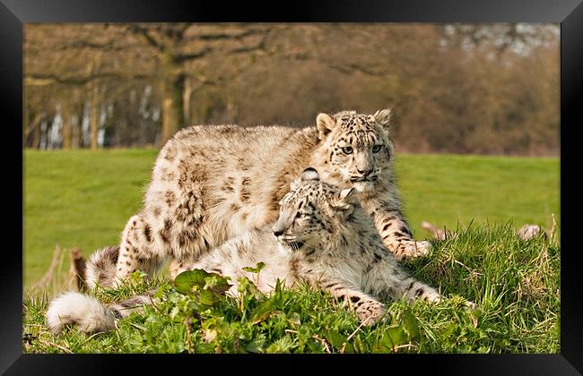 Snow Leopard Cubs Framed Print by Peter Wilson