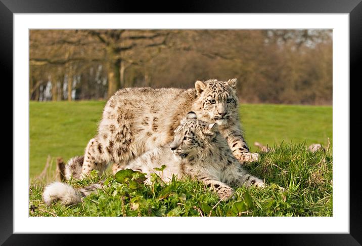 Snow Leopard Cubs Framed Mounted Print by Peter Wilson