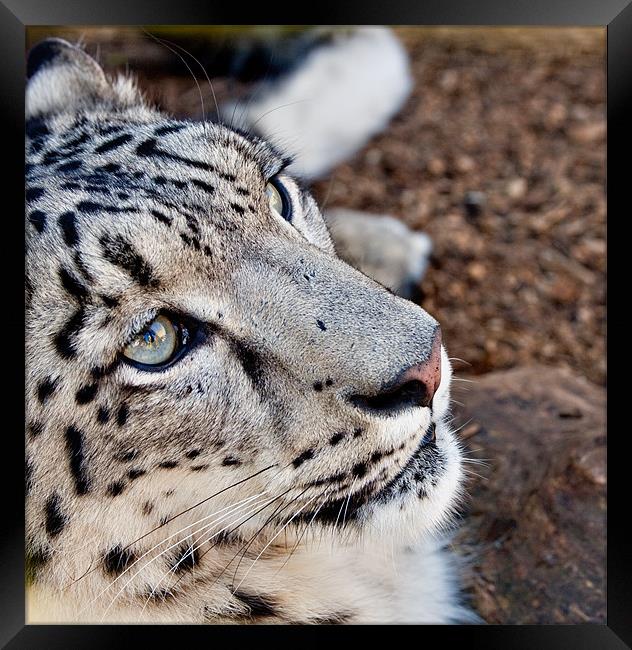 Snow Leopard Framed Print by Peter Wilson