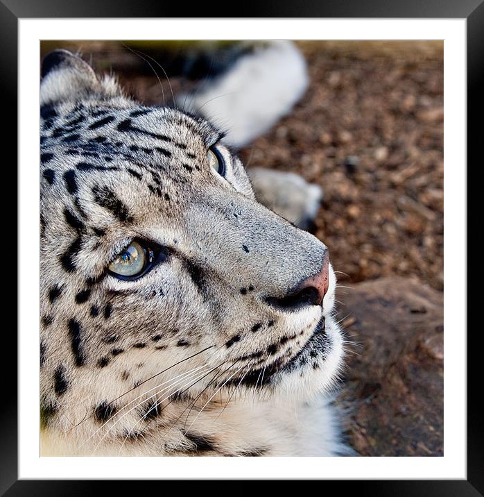 Snow Leopard Framed Mounted Print by Peter Wilson