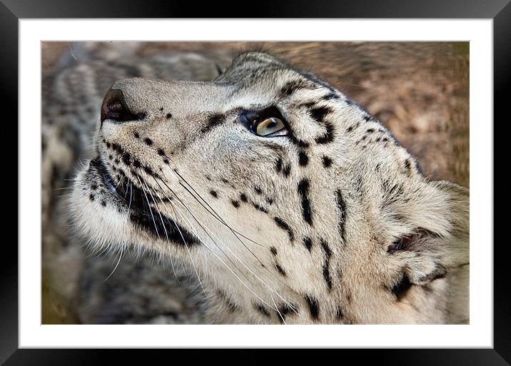Snow Leopard Framed Mounted Print by Peter Wilson