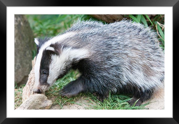 Baby Badger Framed Mounted Print by Peter Wilson