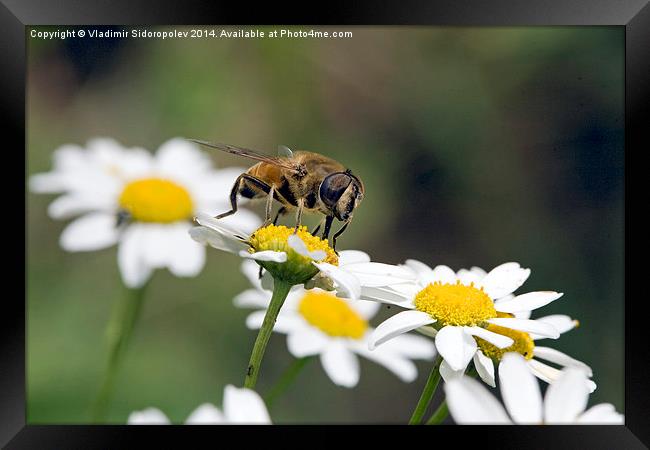  Bee on a flower Framed Print by Vladimir Sidoropolev