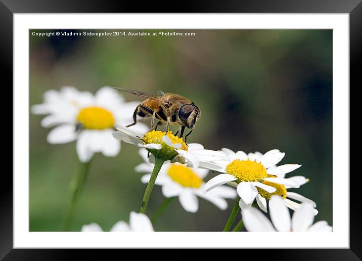  Bee on a flower Framed Mounted Print by Vladimir Sidoropolev