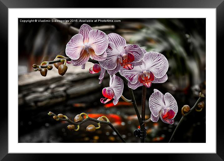  Orchid Framed Mounted Print by Vladimir Sidoropolev