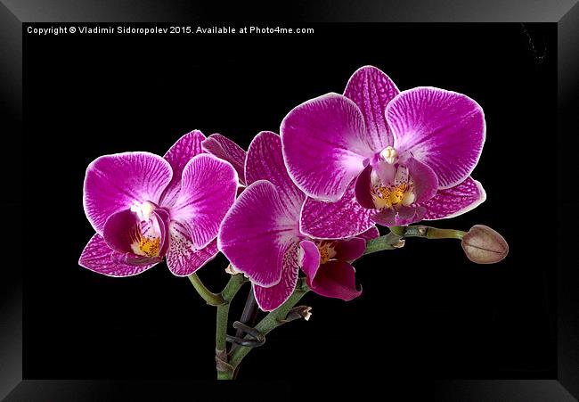Orchid Framed Print by Vladimir Sidoropolev