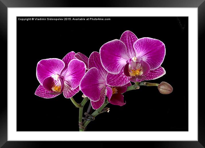 Orchid Framed Mounted Print by Vladimir Sidoropolev