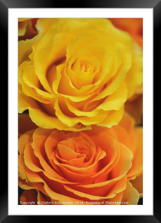yellow roses Framed Mounted Print by Vladimir Sidoropolev