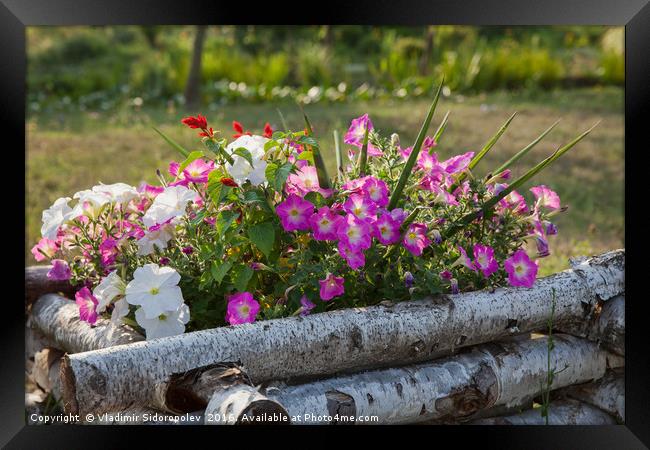 Flowers  Framed Print by Vladimir Sidoropolev