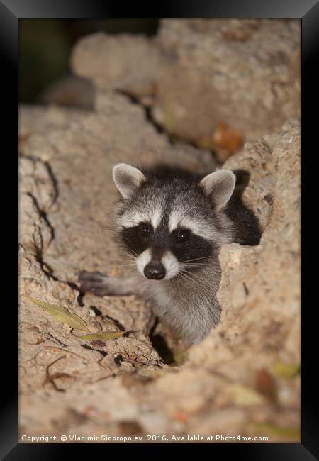 raccoon Framed Print by Vladimir Sidoropolev