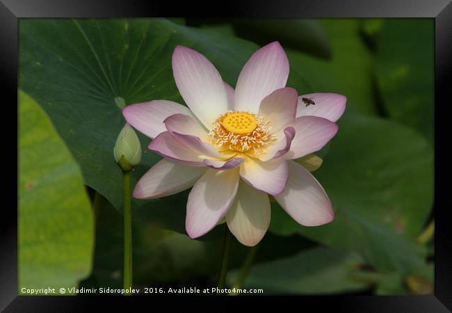 Lotus Framed Print by Vladimir Sidoropolev